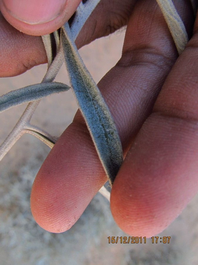 Aerva javanica var. bovei eFlora of India